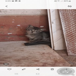 ۳ بچه گربه پونک قزوین گم شده