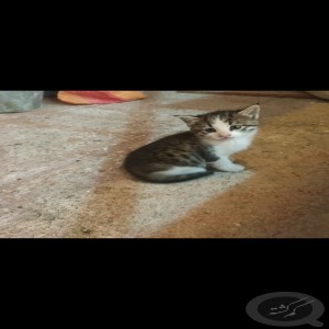 ۳ بچه گربه پونک قزوین گم شده