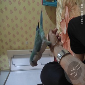 طوطی راهب گمشده
