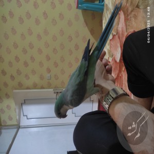 طوطی راهب گمشده