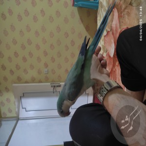طوطی راهب گمشده