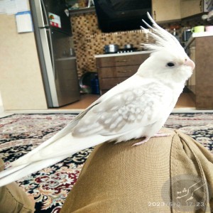 یک عدد عروس هلندی گم شده