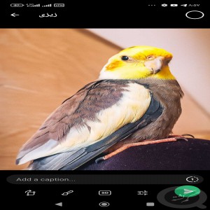 عروس هلندی خاکستری کله زرد گم شده (مژدگانی)