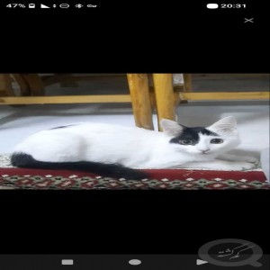 گربه گمشده یک ساله ماده