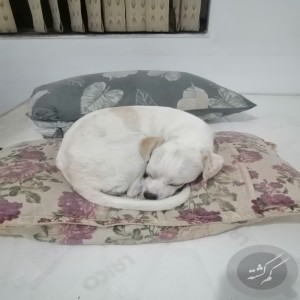 سگ گمشده مژدگانی بیست میلیون