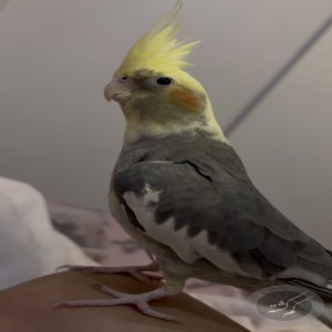 عروس هلندی ماده گم شده